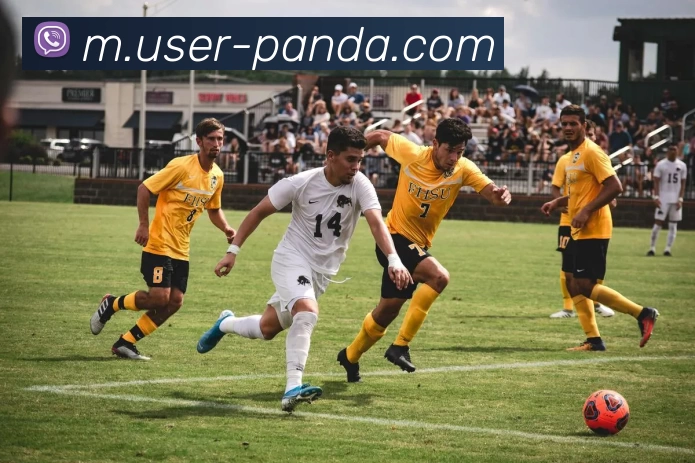 熊猫体育平台生态图